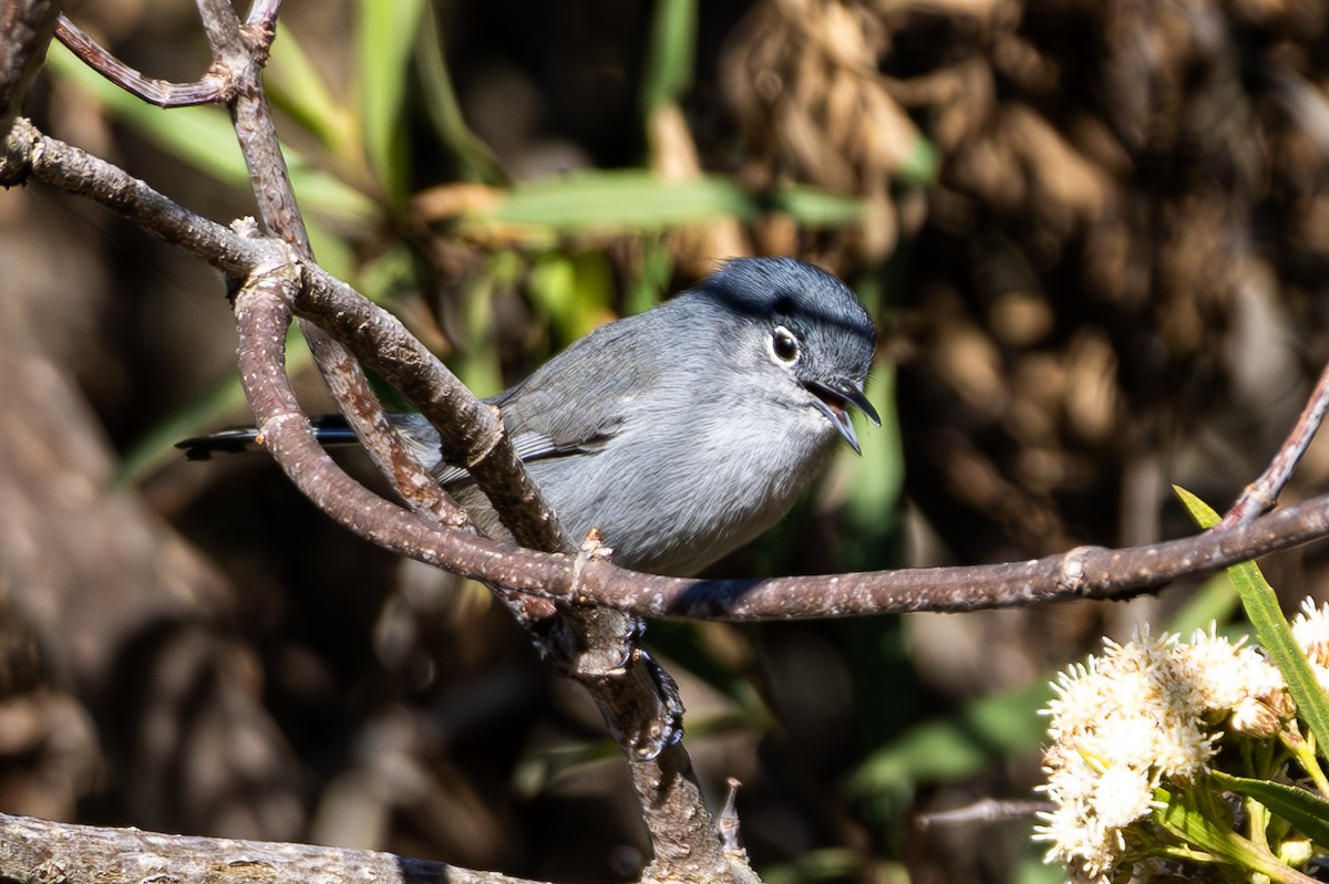 California Gnatcatcher - ML645817897