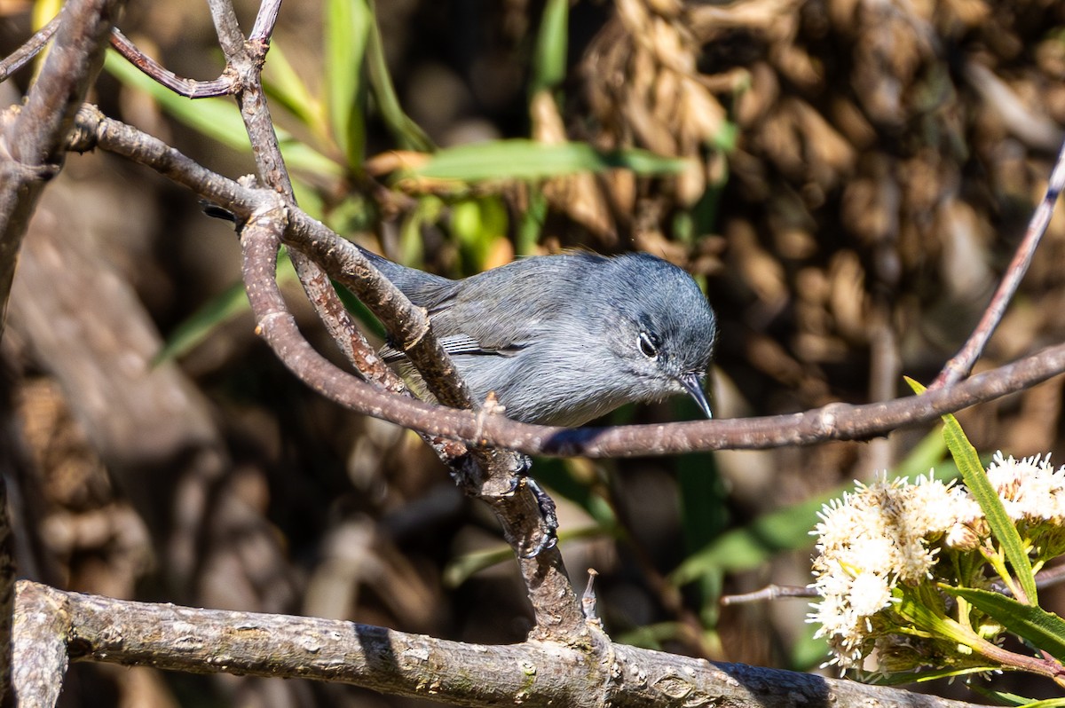 California Gnatcatcher - ML645817898