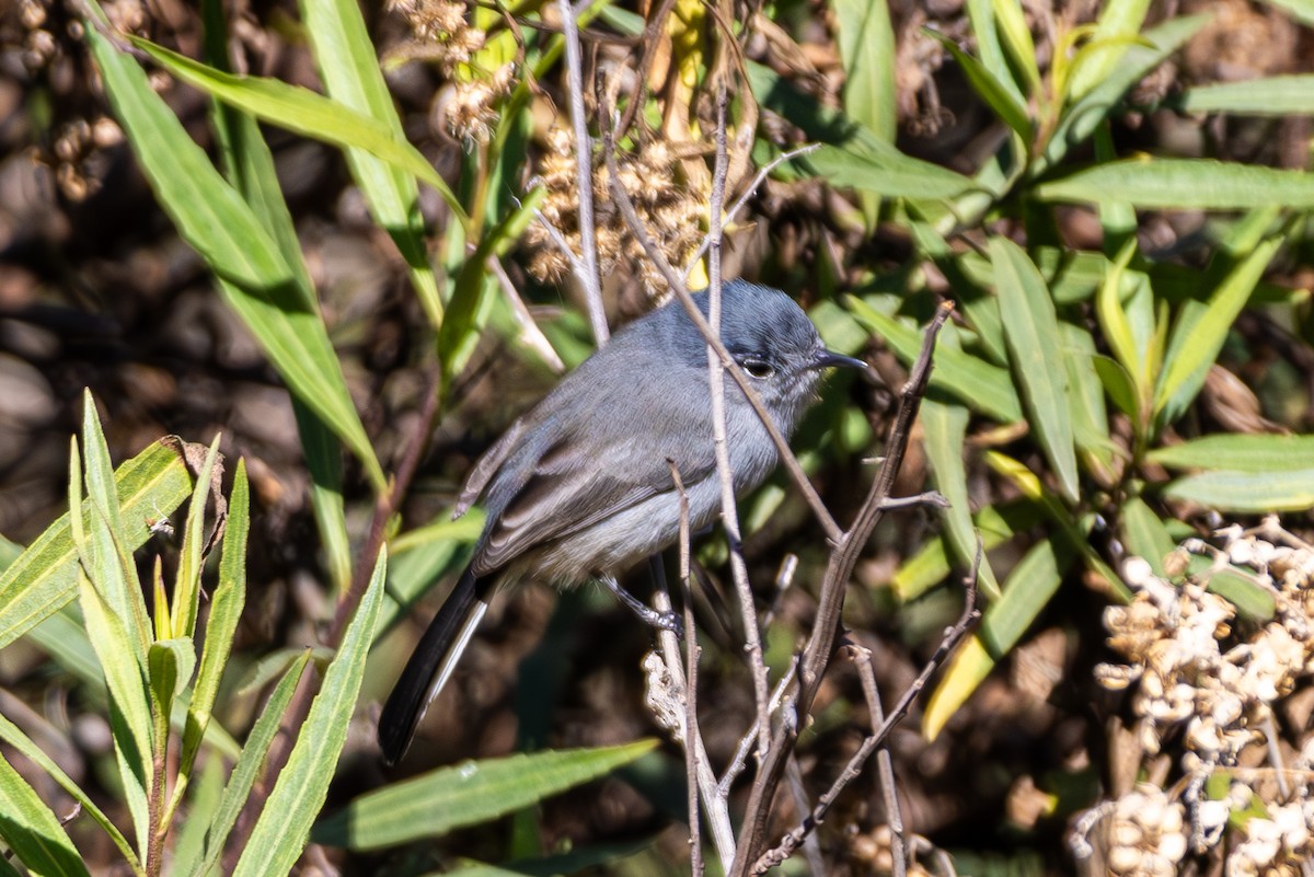 California Gnatcatcher - ML645817899