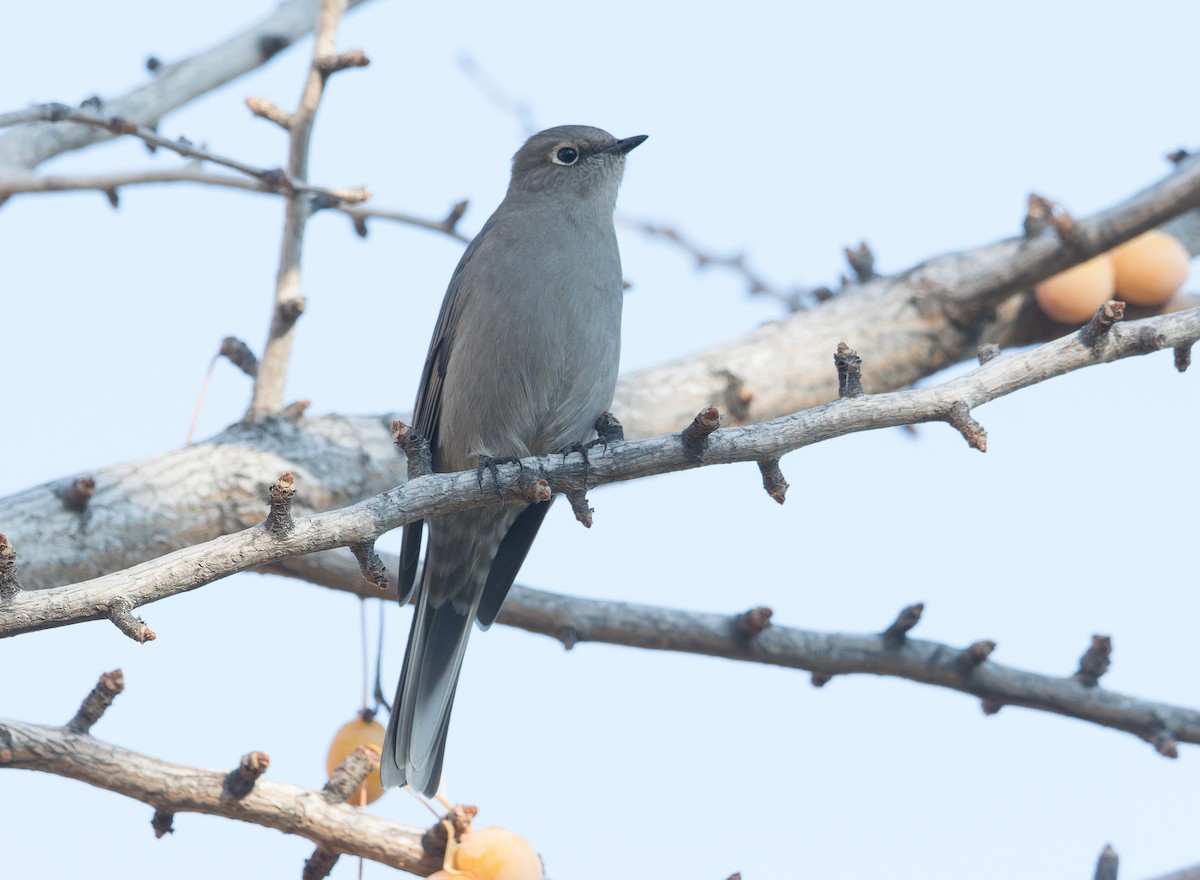 Townsend's Solitaire - ML645817900