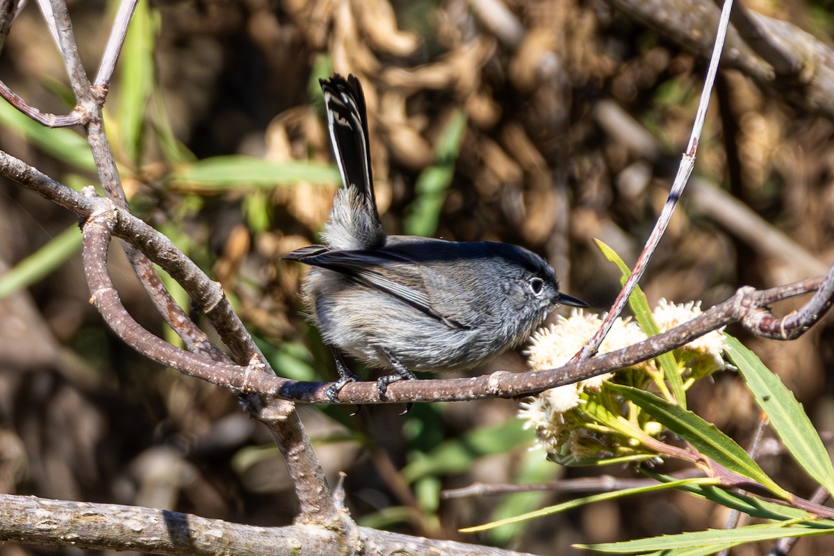 California Gnatcatcher - ML645817901