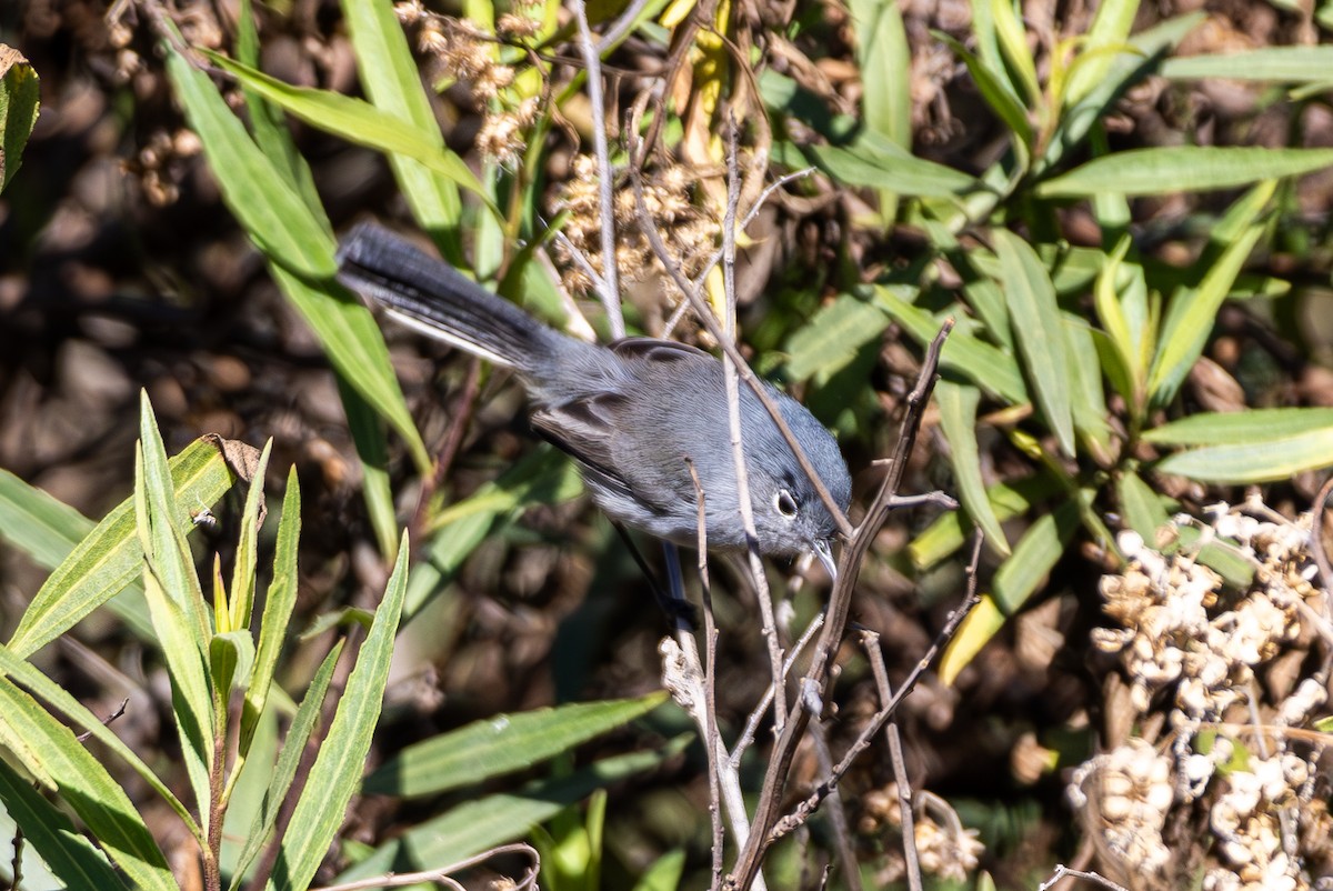 California Gnatcatcher - ML645817902