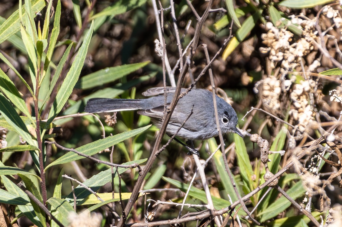 California Gnatcatcher - ML645817903