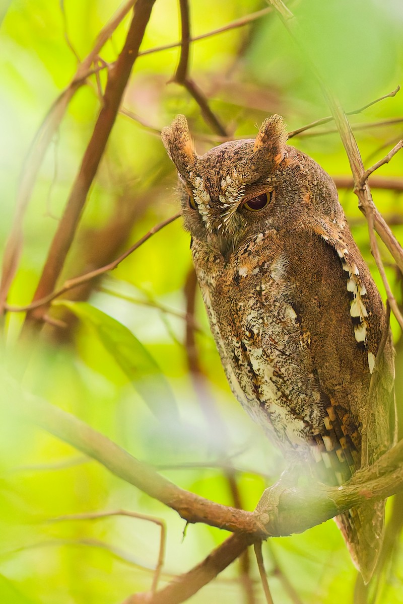 Ойн орволго - ML645817904