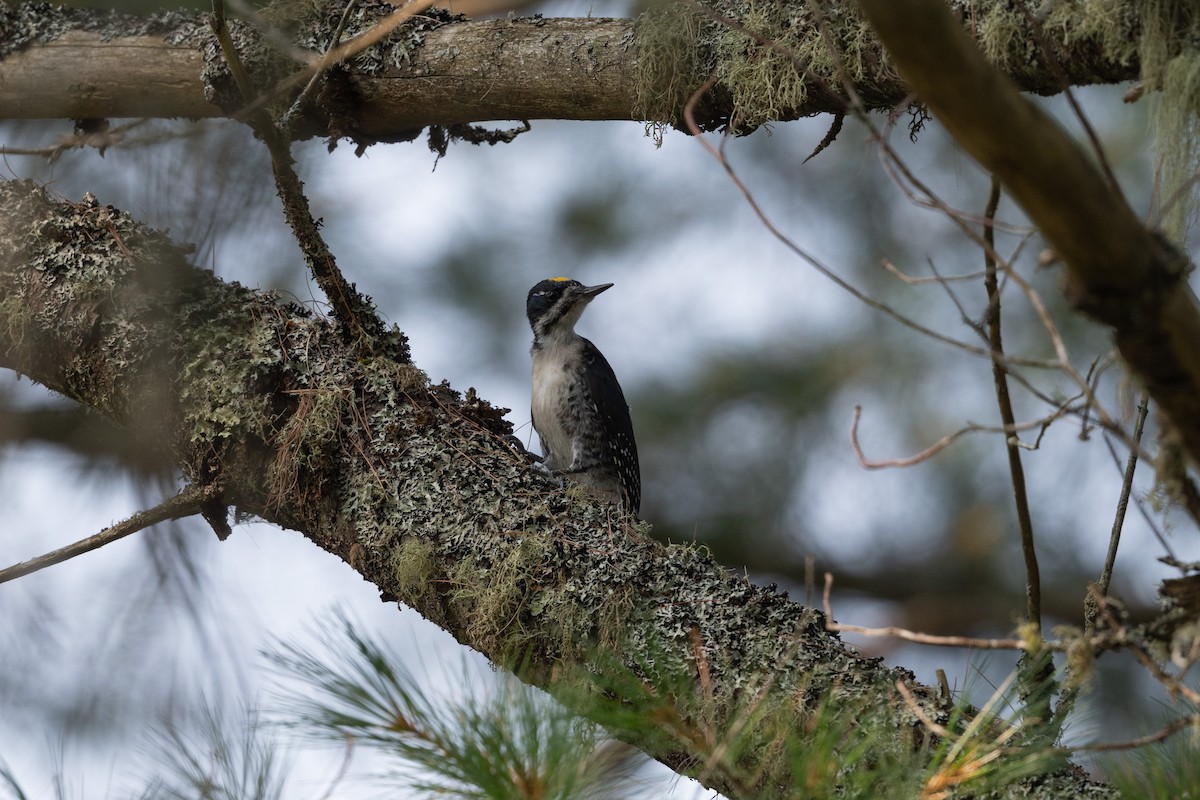 svartryggspett - ML645817911