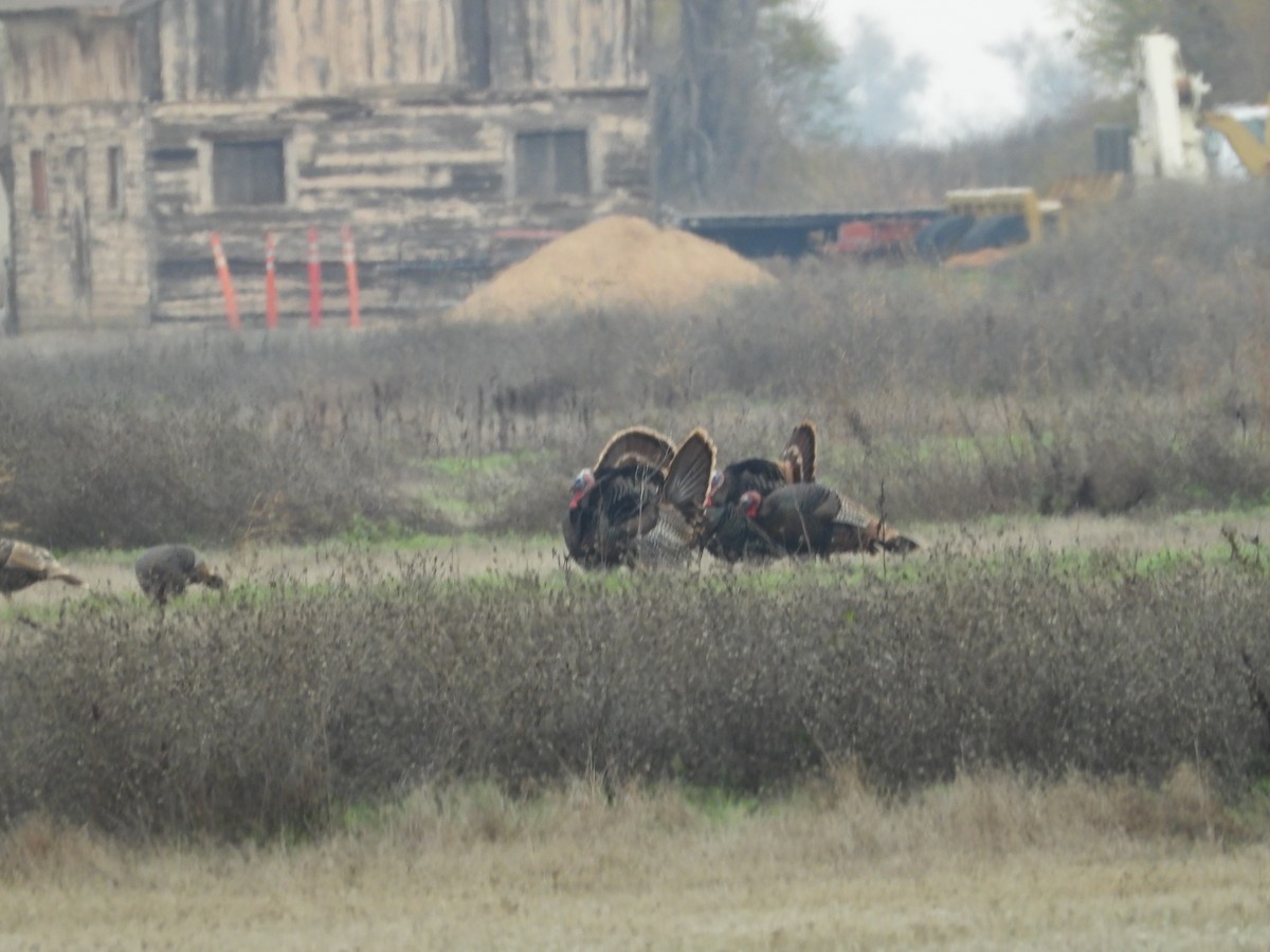 Wild Turkey - ML645817912