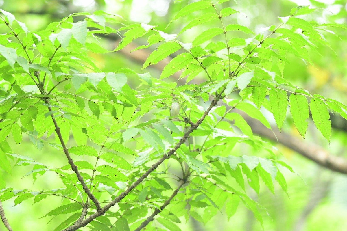 Eastern Crowned Warbler - ML645817922