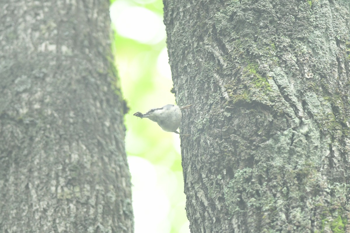 Eurasian Nuthatch - ML645817933