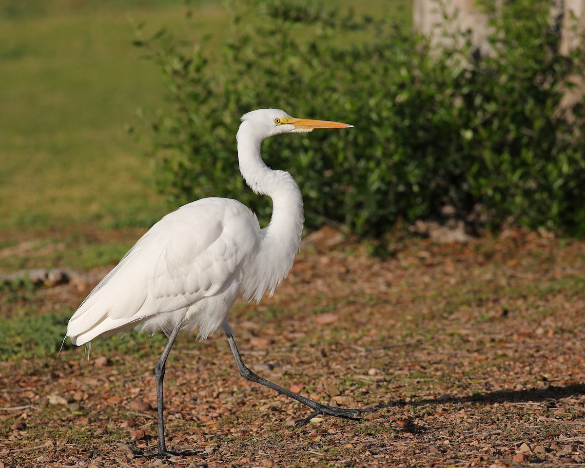 Koartza zuria - ML645817968