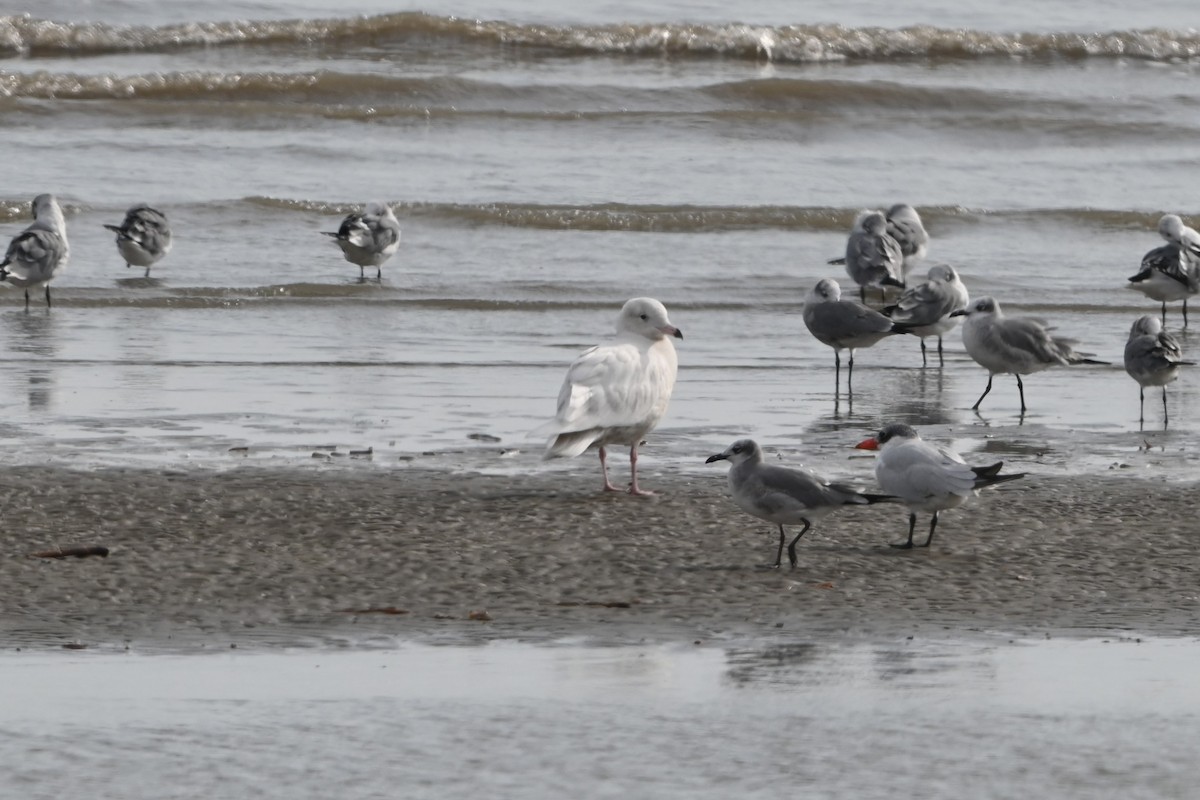 Gavión Hiperbóreo - ML645817970