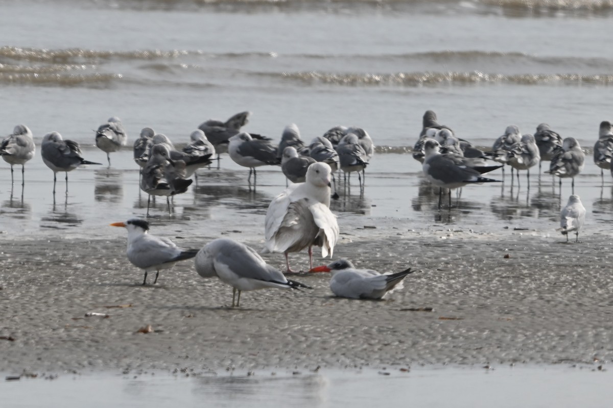 Gavión Hiperbóreo - ML645817971