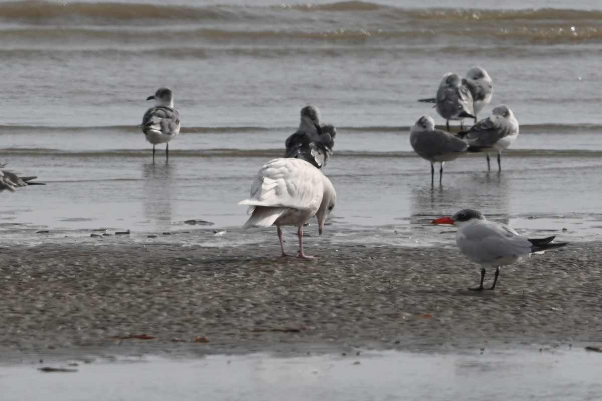 Gavión Hiperbóreo - ML645817972