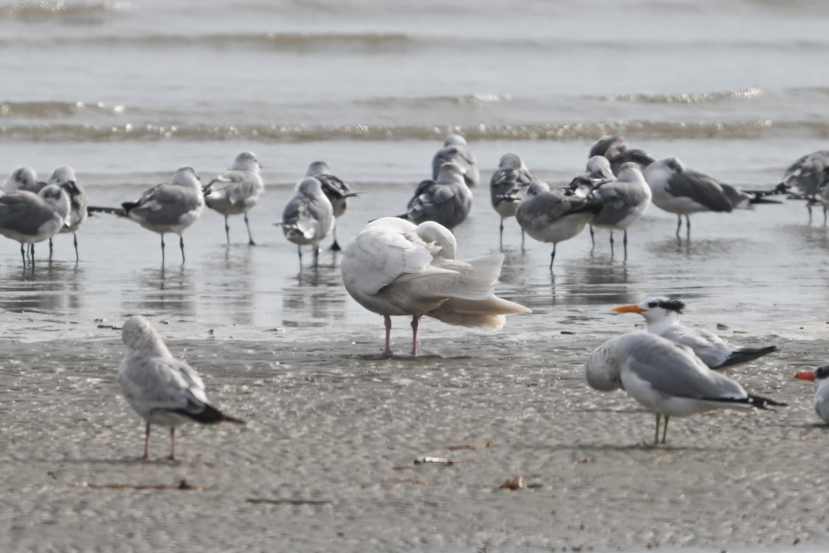 Gavión Hiperbóreo - ML645817973