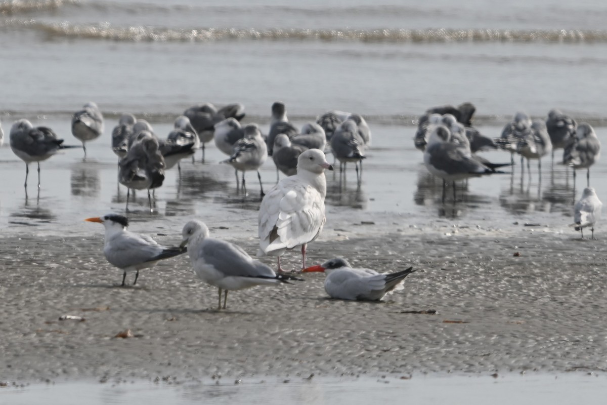 Gavión Hiperbóreo - ML645817974