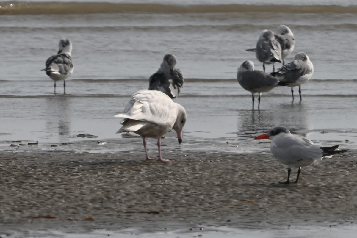 Gavión Hiperbóreo - ML645817975