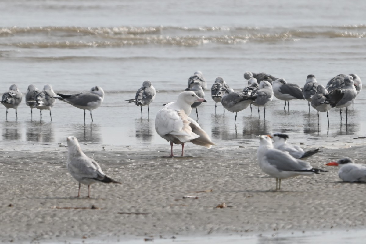 Gavión Hiperbóreo - ML645817976