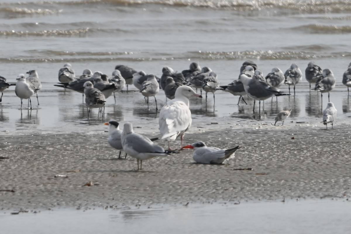 Gavión Hiperbóreo - ML645817977