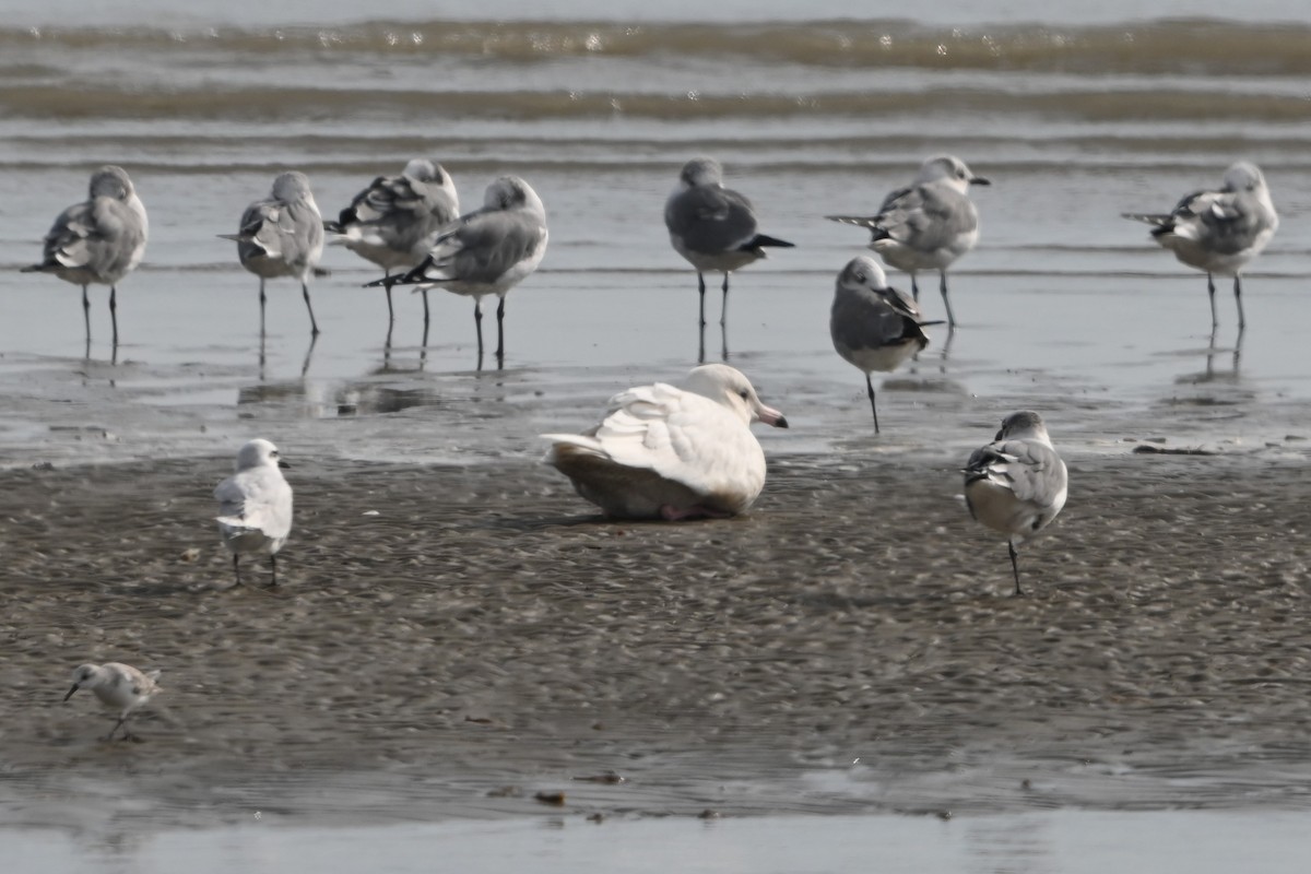 Gavión Hiperbóreo - ML645817978