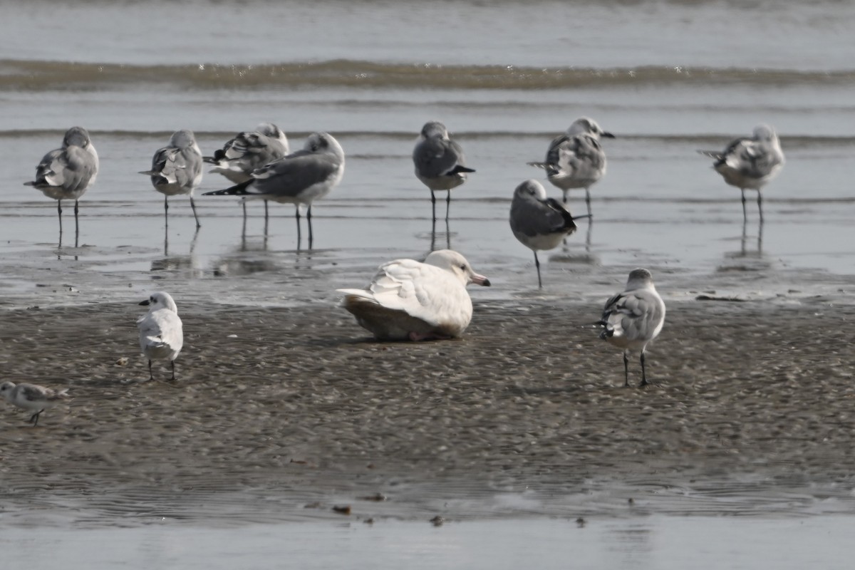 Gavión Hiperbóreo - ML645817979