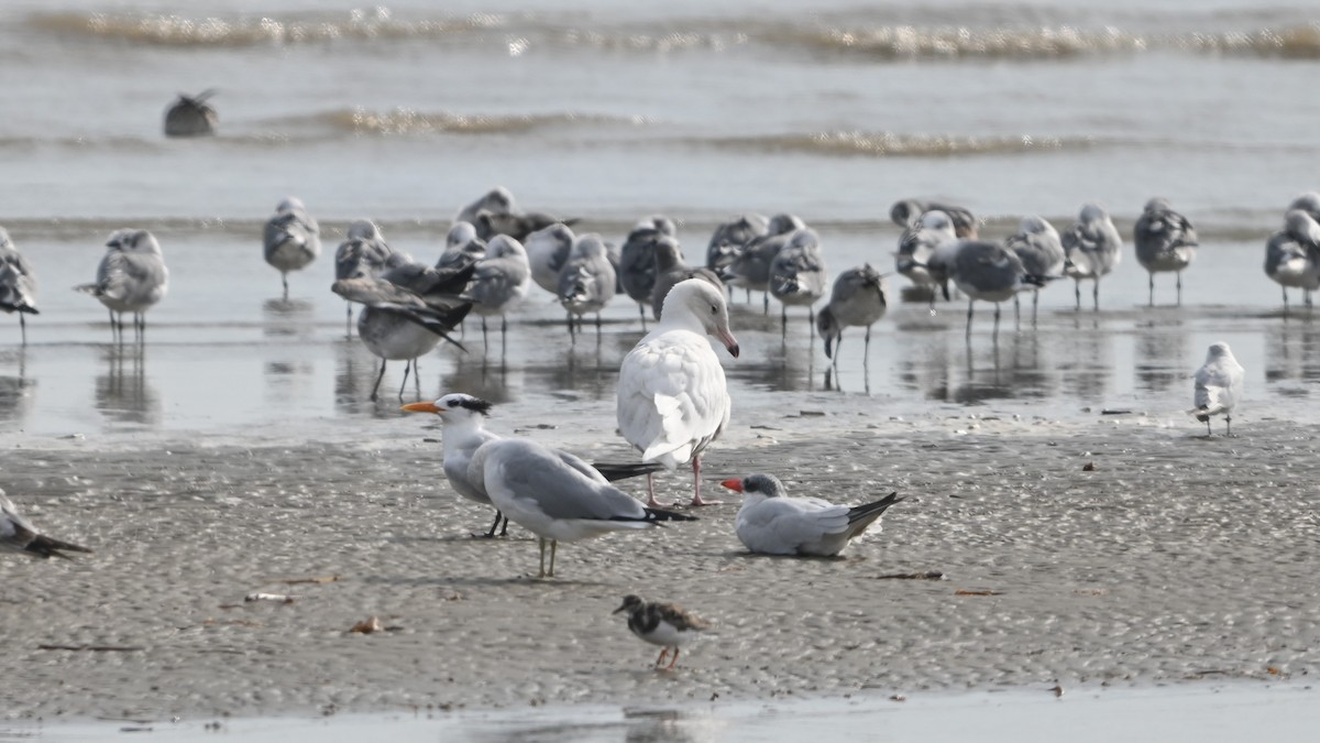 Gavión Hiperbóreo - ML645817980