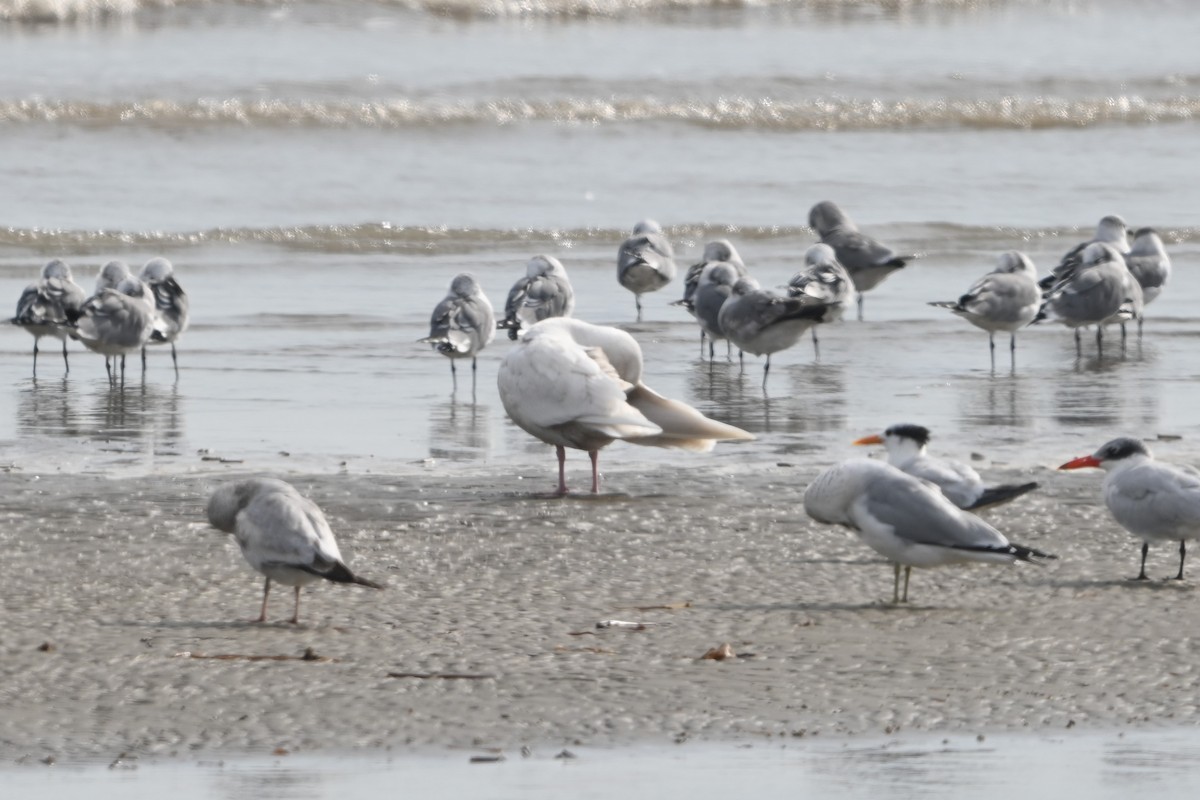 Gavión Hiperbóreo - ML645817981