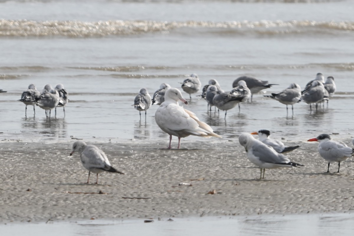 Gavión Hiperbóreo - ML645817982