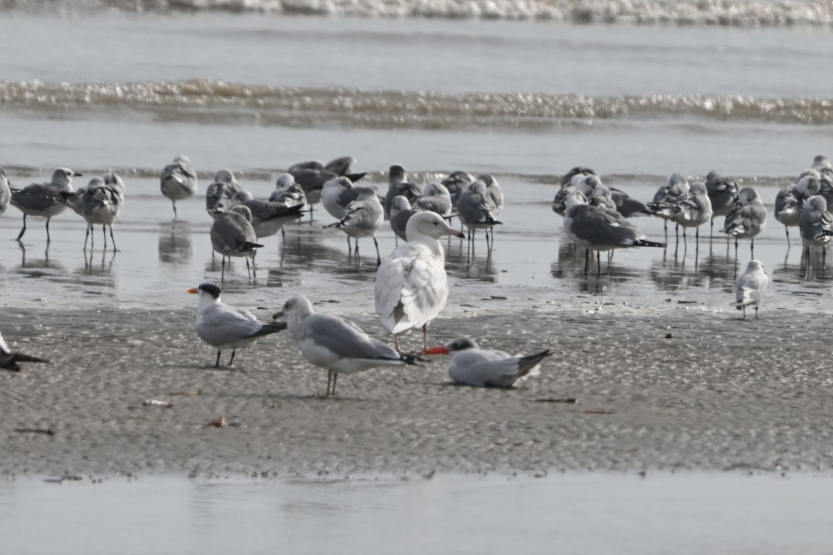 Gavión Hiperbóreo - ML645817983