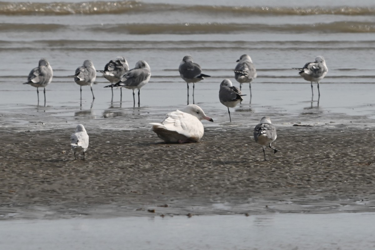 Gavión Hiperbóreo - ML645817984