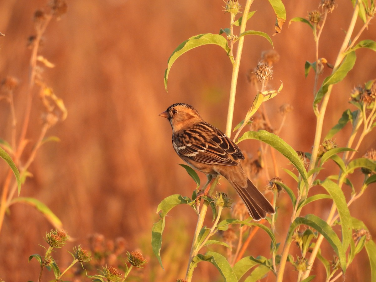 Harris's Sparrow - ML645817985