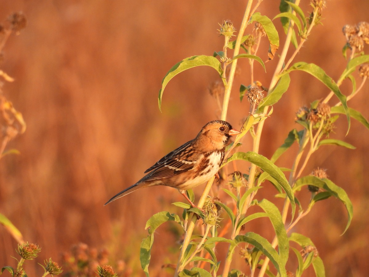 Harris's Sparrow - ML645817986