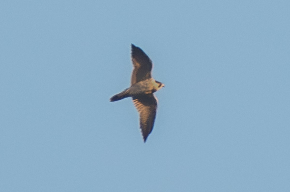Peregrine Falcon - ML645817988