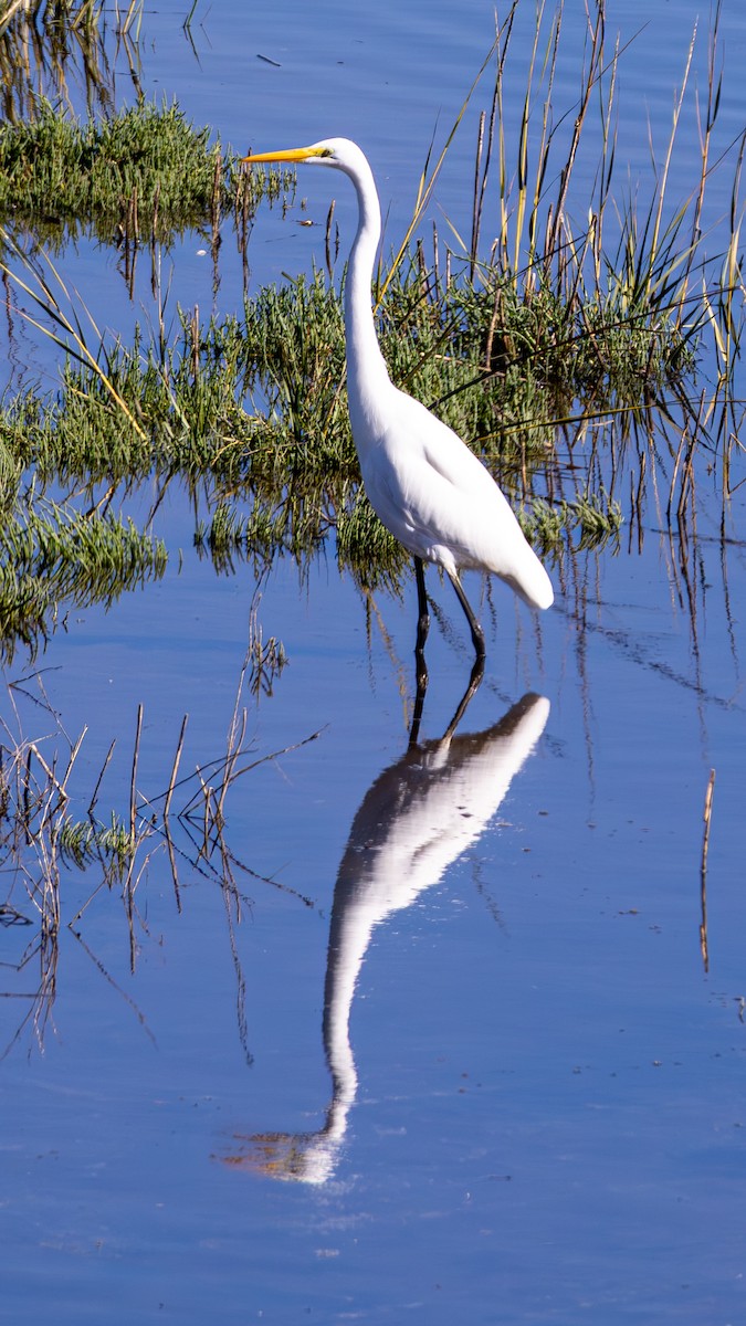 Koartza zuria - ML645817989