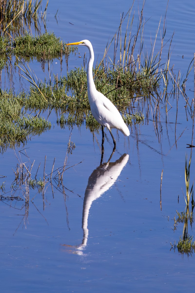 Koartza zuria - ML645817990