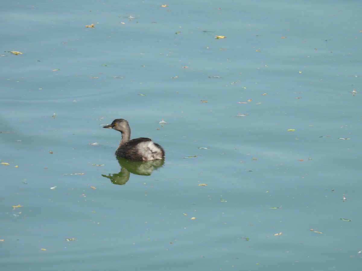 Least Grebe - ML645817999