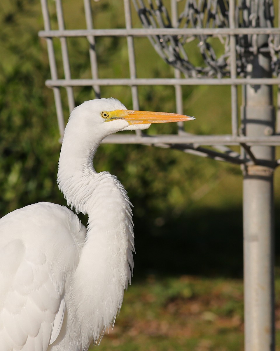 Koartza zuria - ML645818000