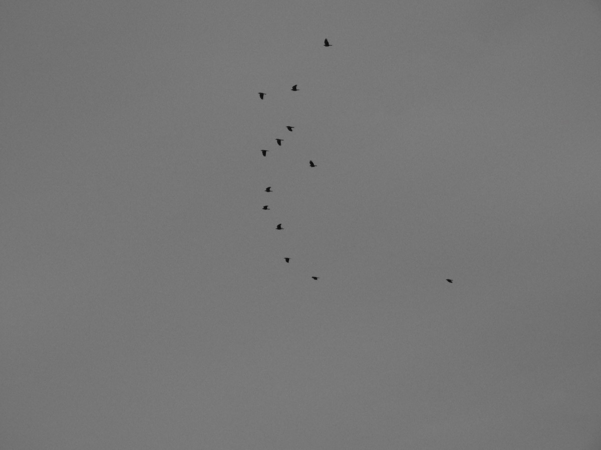 Fish Crow - ML645818004