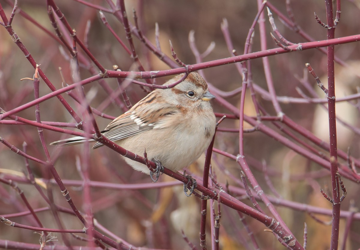 American Tree Sparrow - ML645818006