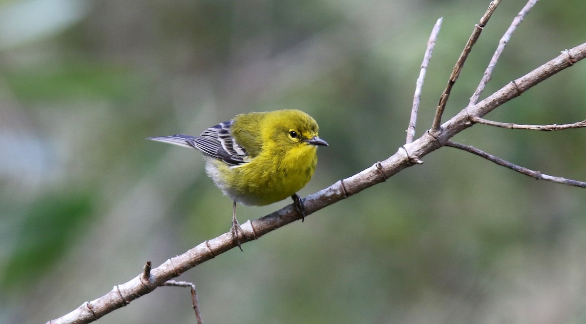 Pine Warbler - ML64581801