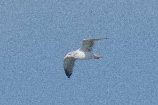 Larinae sp. - ML645818012