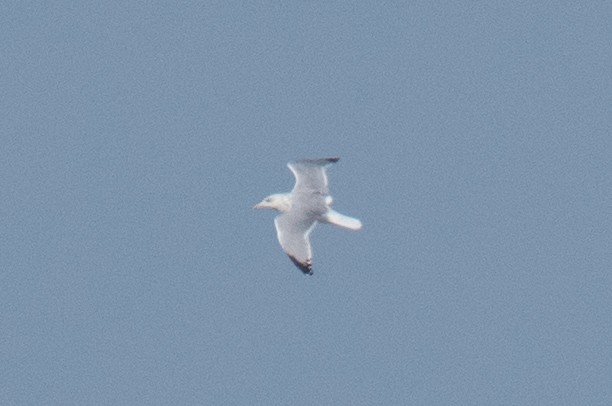 Larinae sp. - ML645818013