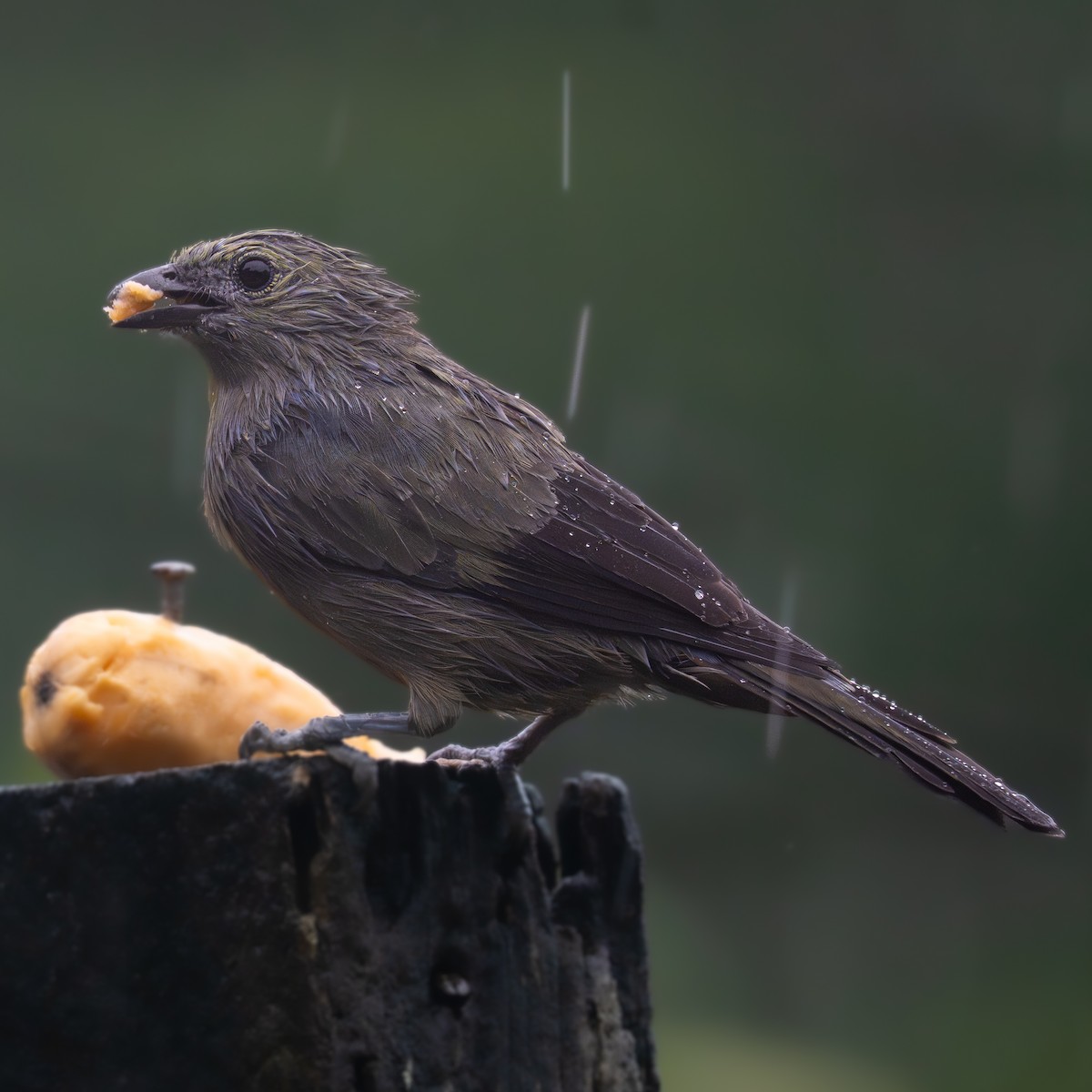 Tangara Palmera - ML645818021