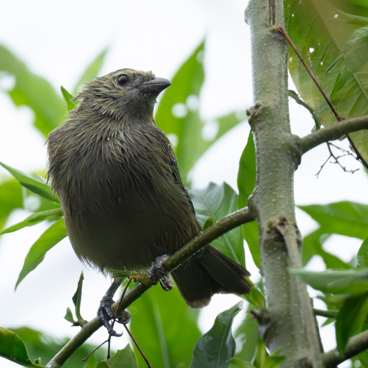 Tangara Palmera - ML645818022