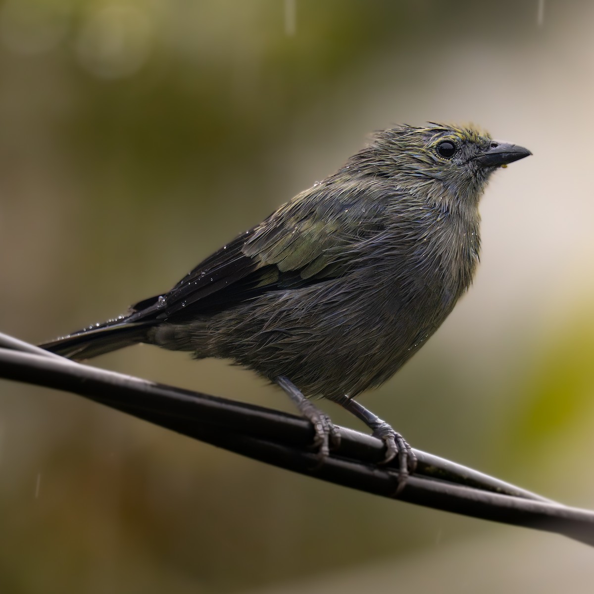 Tangara Palmera - ML645818023