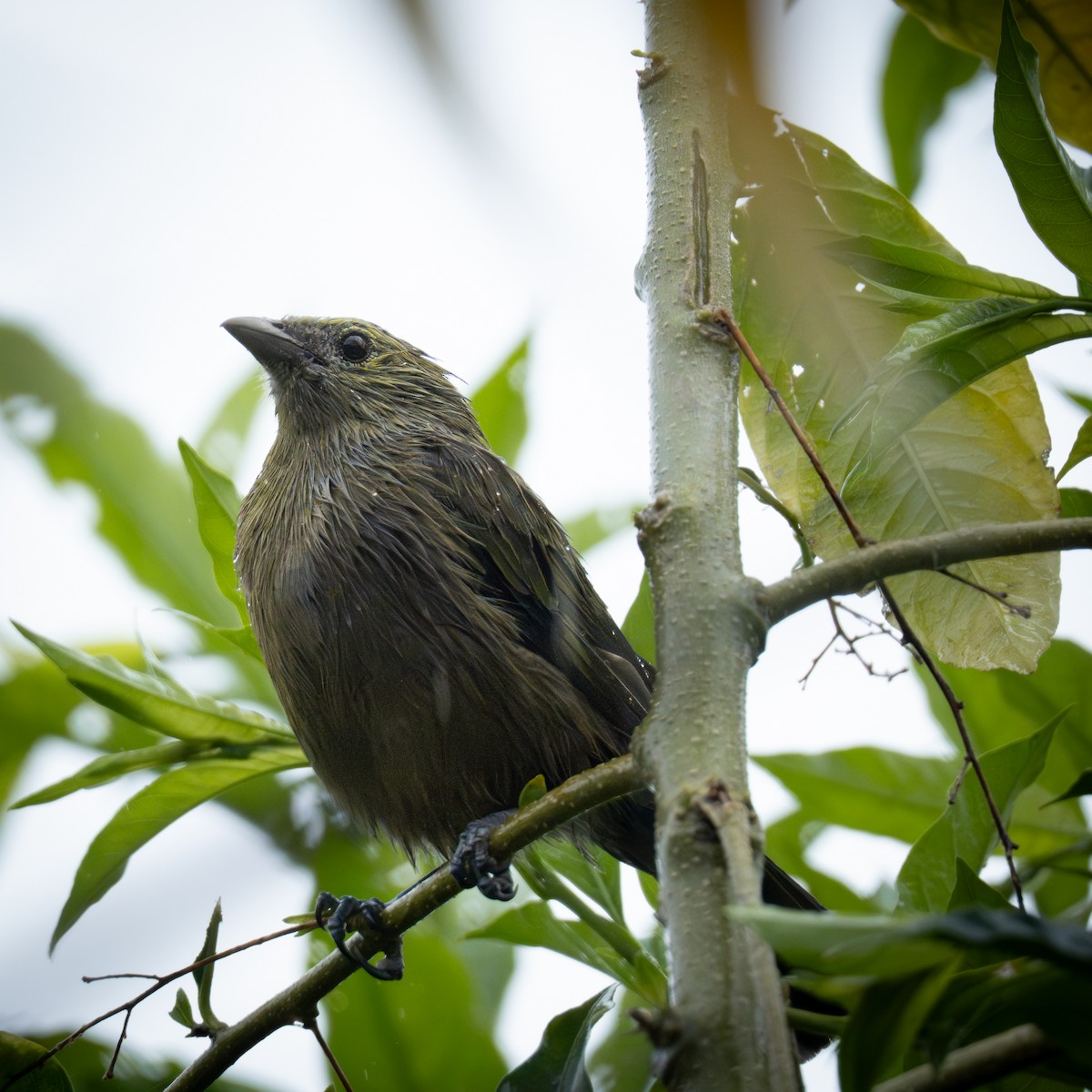 Tangara Palmera - ML645818024
