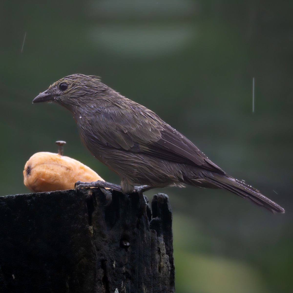 Tangara Palmera - ML645818025