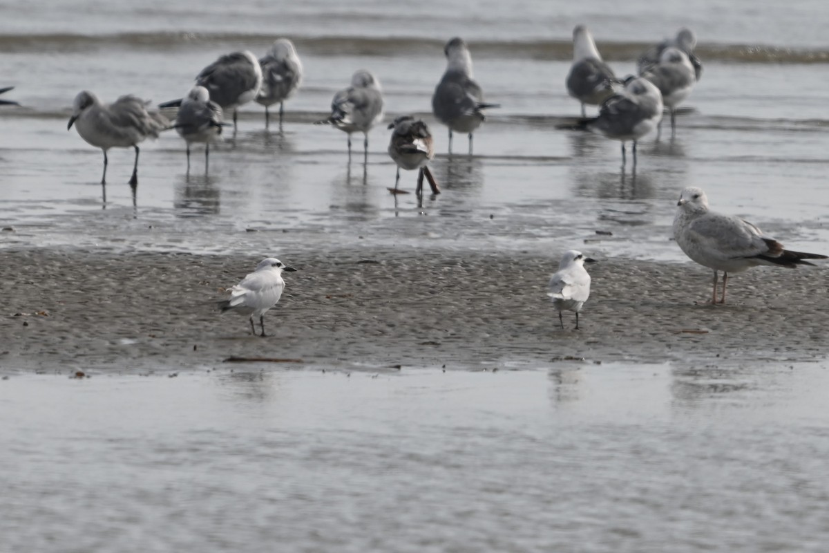 Gull-billed Tern - ML645818026