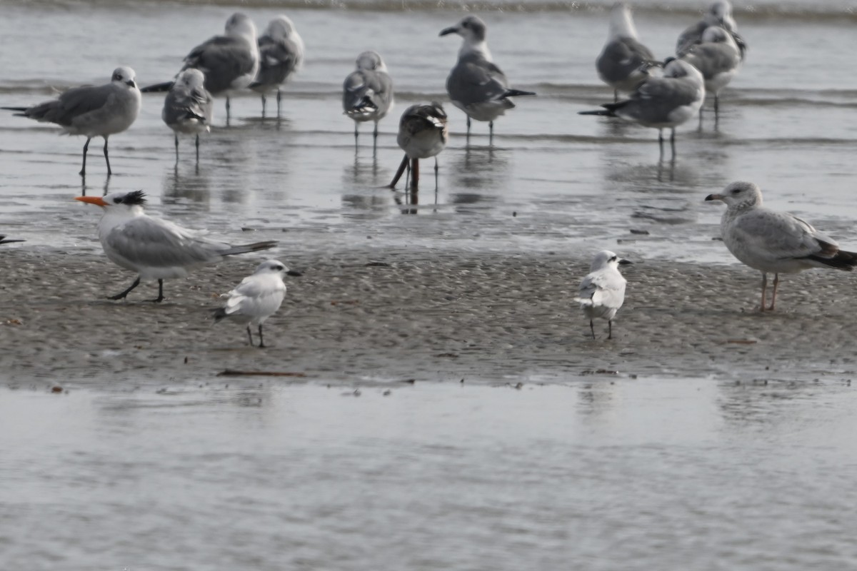 Gull-billed Tern - ML645818027
