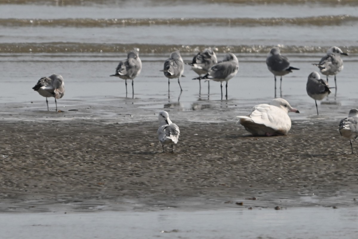 Gull-billed Tern - ML645818028