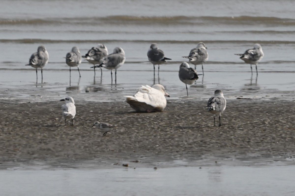 Gull-billed Tern - ML645818029