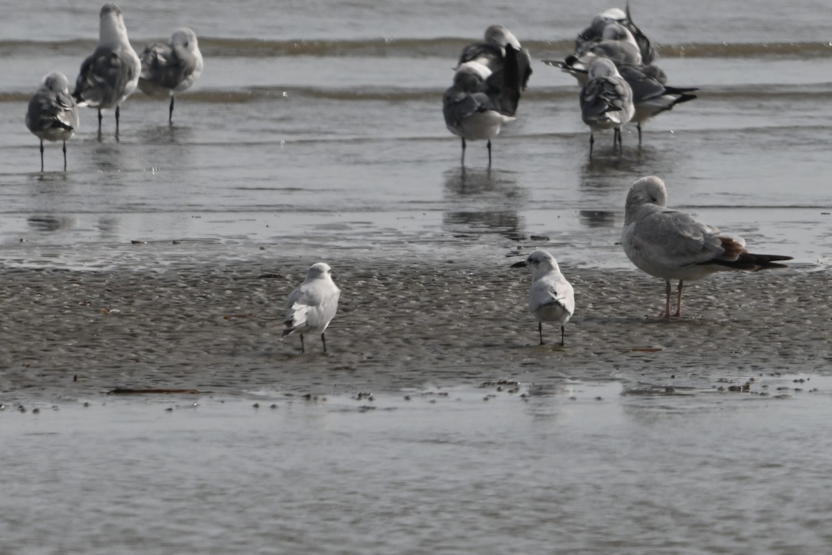 Gull-billed Tern - ML645818030